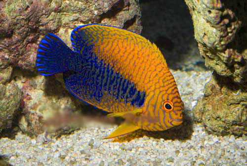 CENTROPYGE POTTERI